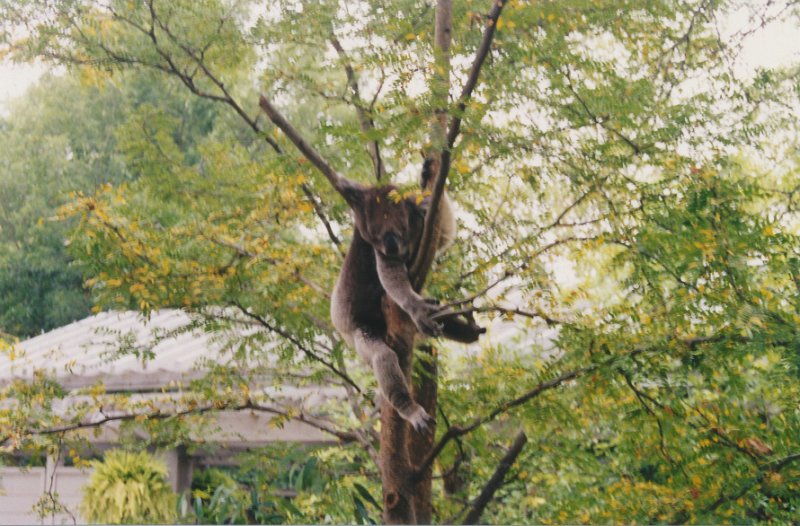 003-Koala bear in Columbus Zoo.jpg